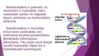 Prezentācija 'Nukleīnskābes', 2.