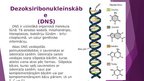Prezentācija 'Nukleīnskābes', 4.