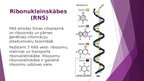 Prezentācija 'Nukleīnskābes', 7.