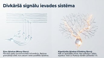 Prezentācija 'Smadzenītes: koordinācija un motorā mācīšanās', 6.