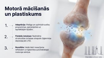 Prezentācija 'Smadzenītes: koordinācija un motorā mācīšanās', 9.