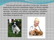 Prezentācija 'Nākotnes profesija - veterinārārsts, mazo dzīvnieku frizieris un kinologs', 4.