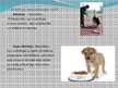 Prezentācija 'Nākotnes profesija - veterinārārsts, mazo dzīvnieku frizieris un kinologs', 12.