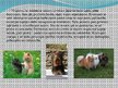 Prezentācija 'Nākotnes profesija - veterinārārsts, mazo dzīvnieku frizieris un kinologs', 14.