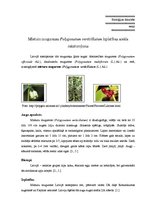 Konspekts 'Mieturu mugurenes Polygonatum verticillatum izplatības areāla raksturojums', 1.