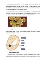 Referāts 'Rūgšana', 7.