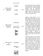 Konspekts 'Vingrojumu kompleksa tabula', 4.