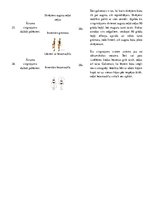 Konspekts 'Vingrojumu kompleksa tabula', 8.