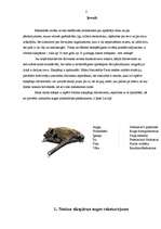 Referāts 'Natūza sikspārņa raksturojums, izplatība Latvijā un aizsardzības pasākumi', 3.