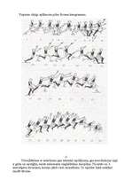 Referāts 'Trīssoļlēkšana', 3.