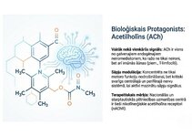 Prezentācija 'Atvieglojuma ceļš: neiromediatoru lielā modulācija', 3.