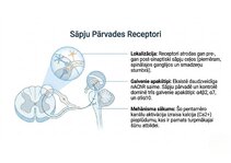 Prezentācija 'Atvieglojuma ceļš: neiromediatoru lielā modulācija', 4.