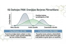Prezentācija 'Atvieglojuma ceļš: neiromediatoru lielā modulācija', 10.