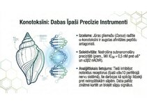 Prezentācija 'Atvieglojuma ceļš: neiromediatoru lielā modulācija', 14.