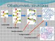 Prezentācija 'Olbaltumvielas', 13.
