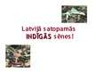 Prezentācija 'Latvijas sēnes', 21.