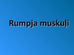 Prezentācija 'Rumpja muskuļi', 1.