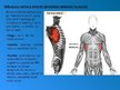 Prezentācija 'Rumpja muskuļi', 8.