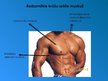 Prezentācija 'Rumpja muskuļi', 10.