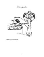 Referāts 'Spāres', 7.