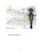 Referāts 'Spāres', 8.