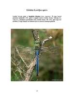 Referāts 'Spāres', 10.