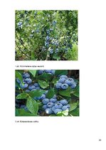 Referāts 'Krūmmellenes', 23.