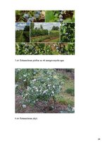 Referāts 'Krūmmellenes', 24.