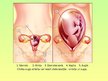 Prezentācija 'Apaugļošanās un embrija attīstība', 7.