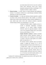 Diplomdarbs 'Finanšu stāvokļa analīze un bankrota iespējamība uzņēmumā SIA "Iepirkumu grupa"', 42.