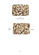 Prakses atskaite 'Prakses atskaite konditorejas izstrādājumu ražošanas uzņēmumā', 19.