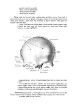 Konspekts 'Lemesis (vomer), deguna gliemežnīcas (conha nasalis), mēles kauls (os hyoideum)', 3.