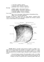 Konspekts 'Lemesis (vomer), deguna gliemežnīcas (conha nasalis), mēles kauls (os hyoideum)', 4.