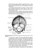 Konspekts 'Lemesis (vomer), deguna gliemežnīcas (conha nasalis), mēles kauls (os hyoideum)', 5.