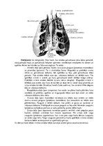 Konspekts 'Lemesis (vomer), deguna gliemežnīcas (conha nasalis), mēles kauls (os hyoideum)', 7.