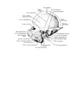 Konspekts 'Lemesis (vomer), deguna gliemežnīcas (conha nasalis), mēles kauls (os hyoideum)', 8.