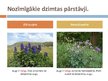 Prezentācija 'Gundegu dzimta', 4.