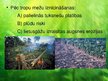 Prezentācija 'Tropu mežu ekosistēma', 10.