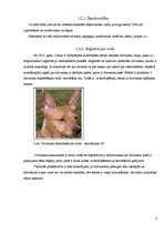 Paraugs 'Mīļdzīvnieku reģistrācija Jelgavā', 8.