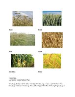 Konspekts 'Pārbaudes darbs par graudiem', 3.