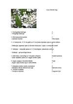 Konspekts 'Liliju dzimtas augi - tēzes un antitēzes', 1.