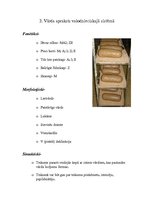 Referāts 'Maize', 5.