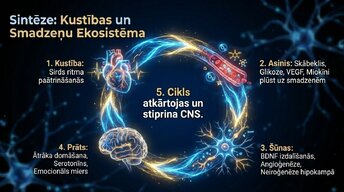 Prezentācija 'Kā fiziskās aktivitātes aizsargā smadzeņu veselību', 12.