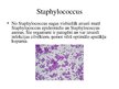 Prezentācija 'Mutes mikroflora', 5.