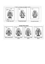 Konspekts 'Aukslēju šķeltnes', 2.