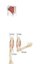 Referāts 'Muskulatūra', 30.