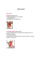 Konspekts 'Rumpja muskulatūra', 2.