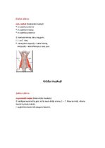 Konspekts 'Rumpja muskulatūra', 3.