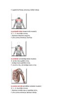 Konspekts 'Rumpja muskulatūra', 4.