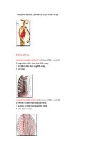 Konspekts 'Rumpja muskulatūra', 5.